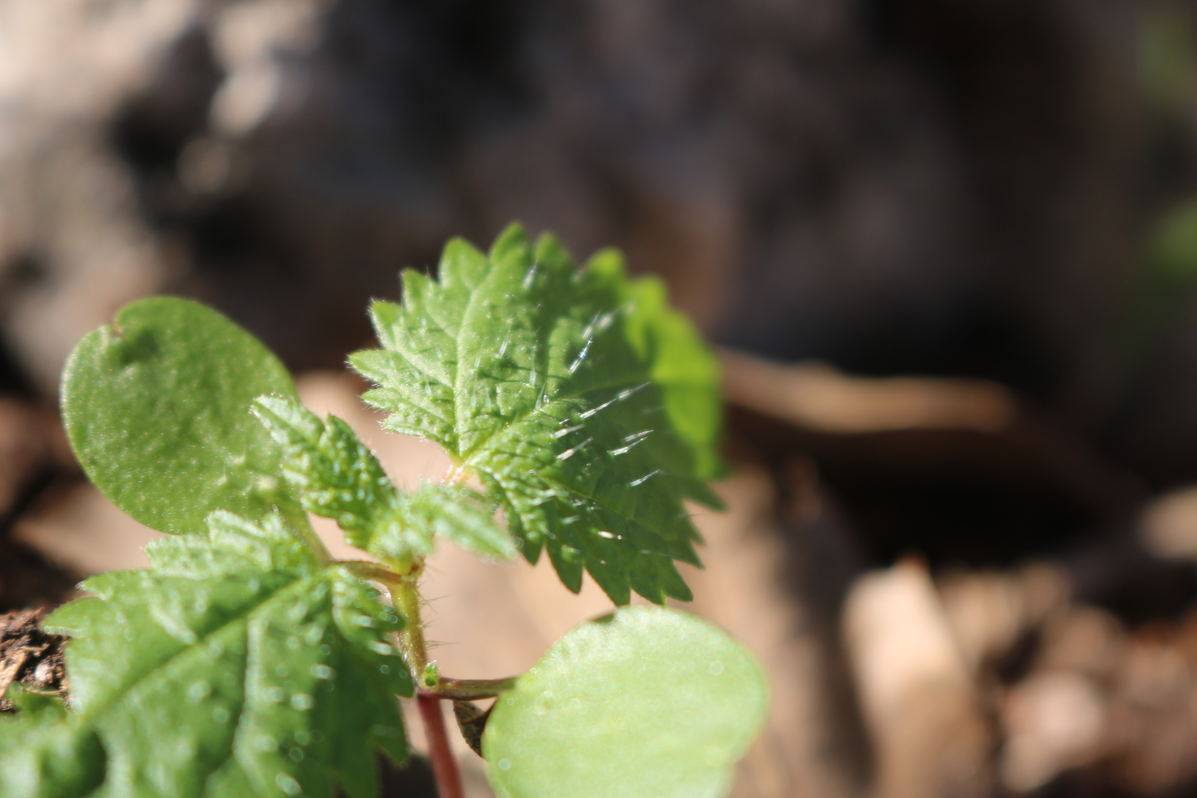 plant